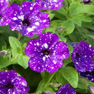 Petunias